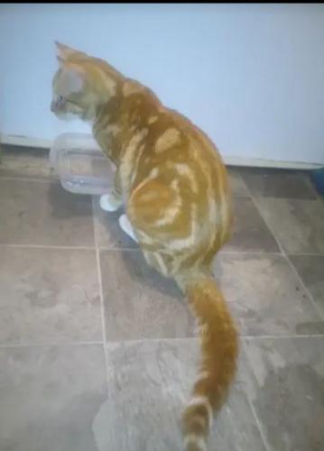 Lost Male Cat last seen Palomar Street and East Frontage Road, Chula Vista, CA 91911
