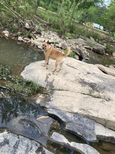 Lost Female Dog last seen Pine mountain Rosevelt state park scenic heights, Manchester, GA 31816