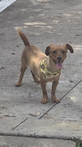 Found/Stray Female Dog last seen Captain Tom's seafood restaurant , Houston, TX 77070
