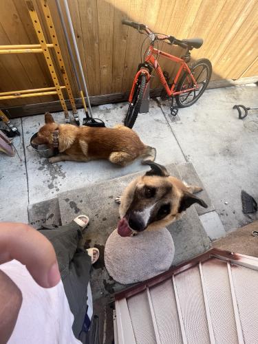 Found/Stray Unknown Dog last seen White Ave by 10 freeway and 7-elevens, Pomona, CA 91768
