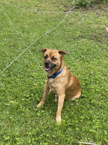 Lost Male Dog last seen Cravens , Owensboro, KY 42301