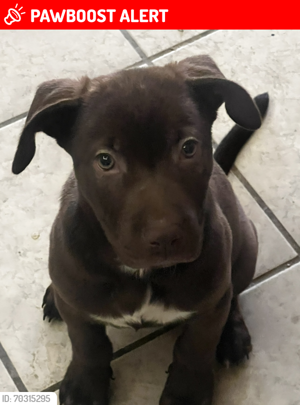 Lost Female Dog last seen Calle Sonoyta , Puerto Peñasco, Son. 83556