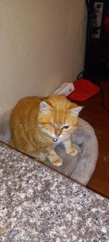 Lost Female Cat last seen 16th St N, Texas City, TX 77590