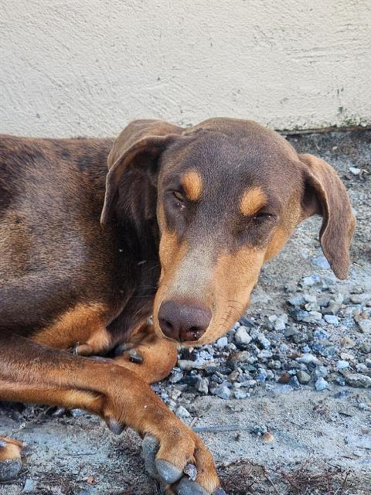 Shelter Stray Female Dog last seen Near BLOCK S DERBY ST, ARVIN CA 93203, Bakersfield, CA 93308