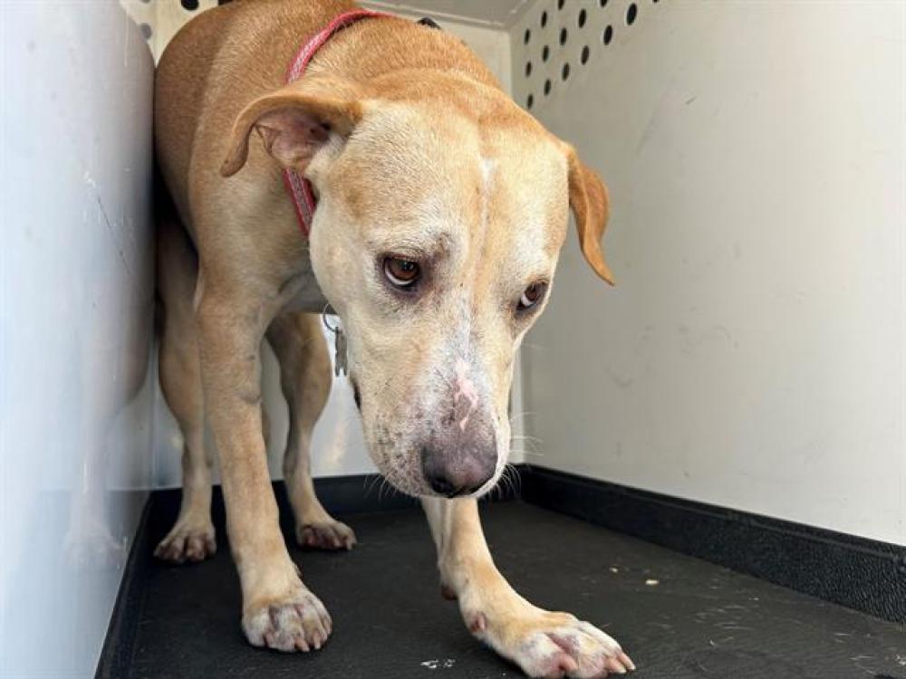 Shelter Stray Male Dog last seen Near BLK MING AVE, BAKERSFIELD, CA, Bakersfield, CA 93307