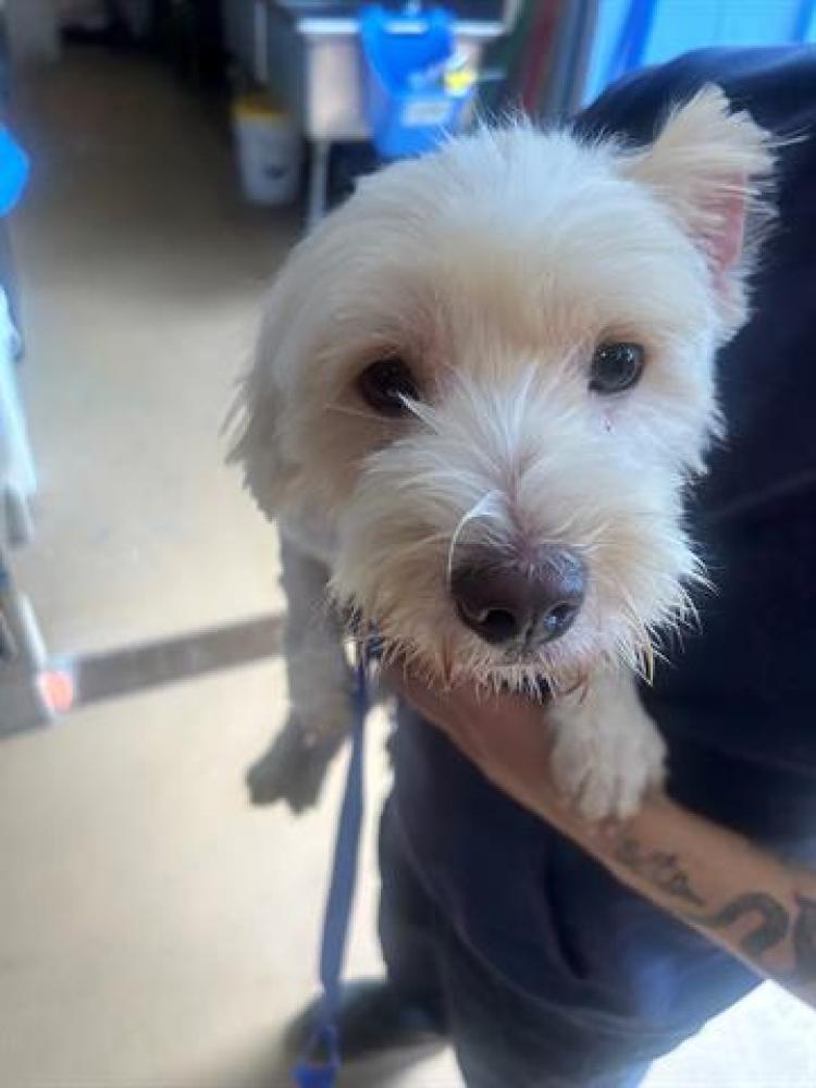 Shelter Stray Male Dog last seen MONTGOMERY ST AND 3RD AVE, Chula Vista, CA 91911