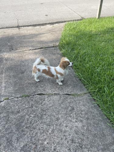 Found/Stray Male Dog last seen Wilcrest, Houston, TX 77099