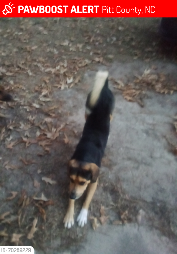 Lost Male Dog last seen Holland rd in Belvoir NC, Pitt County, NC 27834
