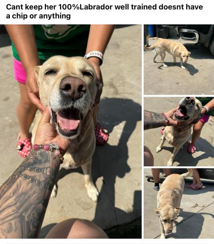 Found/Stray Female Dog last seen 6th street and vernon, Azusa, CA 91702