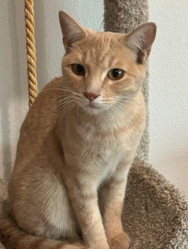 Lost Female Cat last seen Bannie ave, Las Vegas, NV 89102