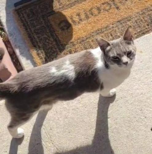 Lost Female Cat last seen Spindrift Way and Spindrift Avenue, San Jose, CA 95134