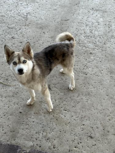 Lost Male Dog last seen Promenade Ave & McKinney St, Corona, CA 92879