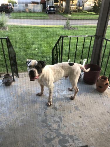 Found/Stray Male Dog last seen Manchester Ave & Hamilton Ave, Columbus, OH 43211