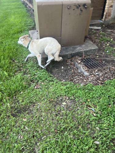 Found/Stray Unknown Dog last seen Near grove west Blvd Windfield s , Stafford, TX 77477