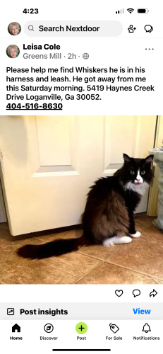 Lost Male Cat last seen Near Green Road, Loganville, GA 30052