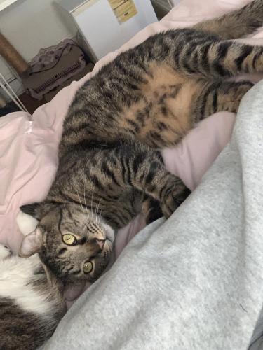 Lost Male Cat last seen Hillcrest Ave, Lynn CT , West Hartford, CT 06110