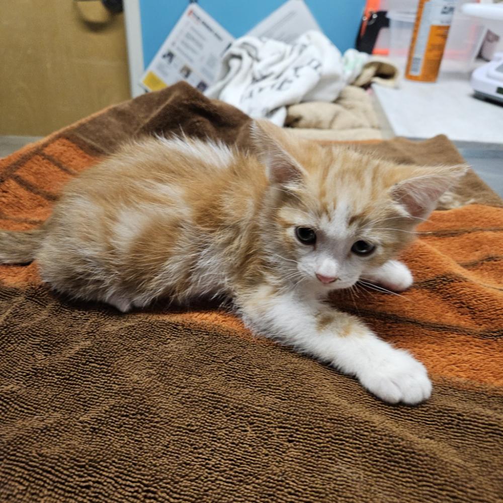 Shelter Stray Male Cat last seen Near Birch Avenue, Escondido, CA, 92027, San Diego, CA 92110