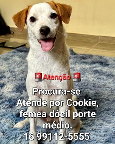 Lost Female Dog last seen Próximo a Av Aléssio Mazer ., Jardim do Engenho, SP 14165-176