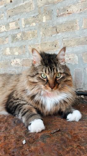 Lost Male Cat last seen W North ave and North Wood, Chicago, IL 60622