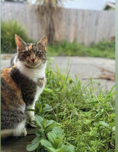 Lost Female Cat last seen West 6th Ave, Chico, CA 95926