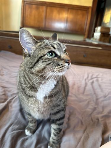 Lost Female Cat last seen Hart Street and 3rd Street, Vincennes, IN 47591