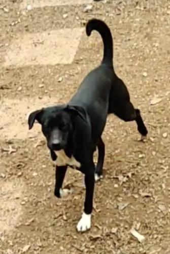 Lost Female Dog last seen Meadowlane Drive, Lenoir, NC, Lenoir, NC 28645