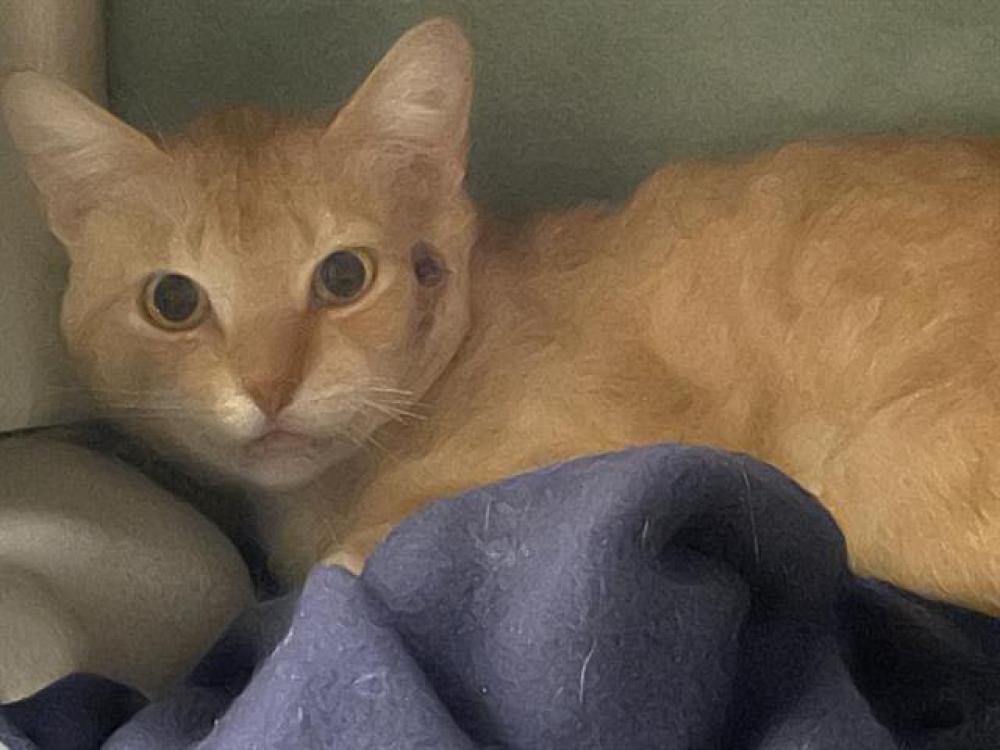 Shelter Stray Male Cat last seen BRANDON ST AND COLORADO BLVD, Pasadena, CA 91105