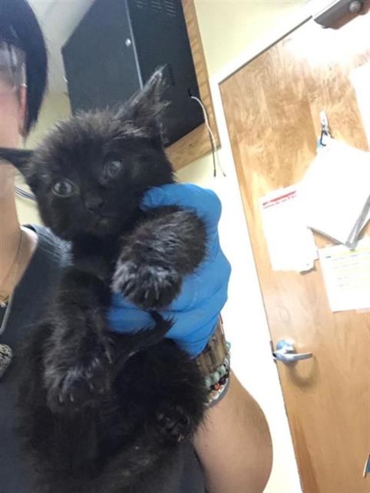 Shelter Stray Female Cat last seen MAPLE DR & SOUTHWIND DR, Sacramento, CA 95818