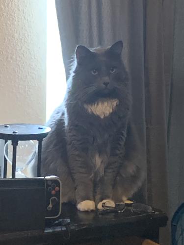 Lost Male Cat last seen East 51st ST & South 76th East Ave, near BancFirst, Tulsa, OK 74145