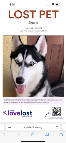 Lost Female Dog last seen Rivera drive , Sacramento, CA 95838
