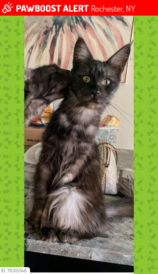 Lost Female Cat last seen Near west bend drive , Rochester, NY 14612