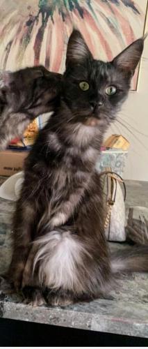 Lost Female Cat last seen Near west bend drive , Rochester, NY 14612