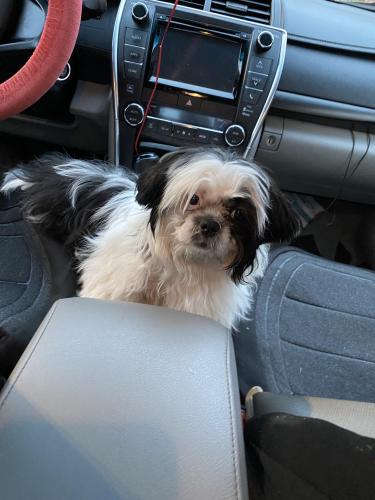 Lost Female Dog last seen Gas station or a1 driving , Alpharetta, GA 30004