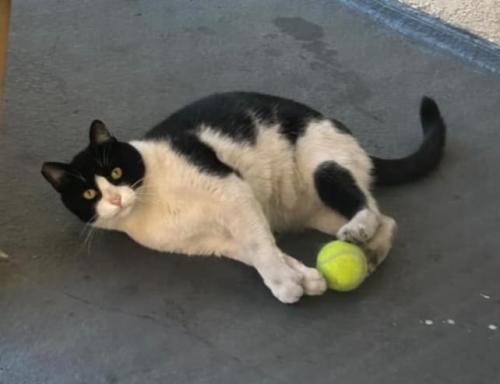 Lost Male Cat last seen Cordata Park, Fountain Valley, Fountain Valley, CA 92708