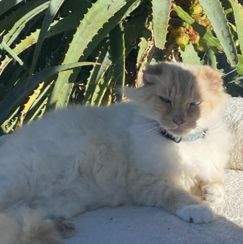 Lost Male Cat last seen Virginia/olive / sycamore, Rialto, CA 92376