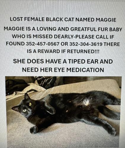 Lost Female Cat last seen Quaker Road, Dinwiddie, VA 23841