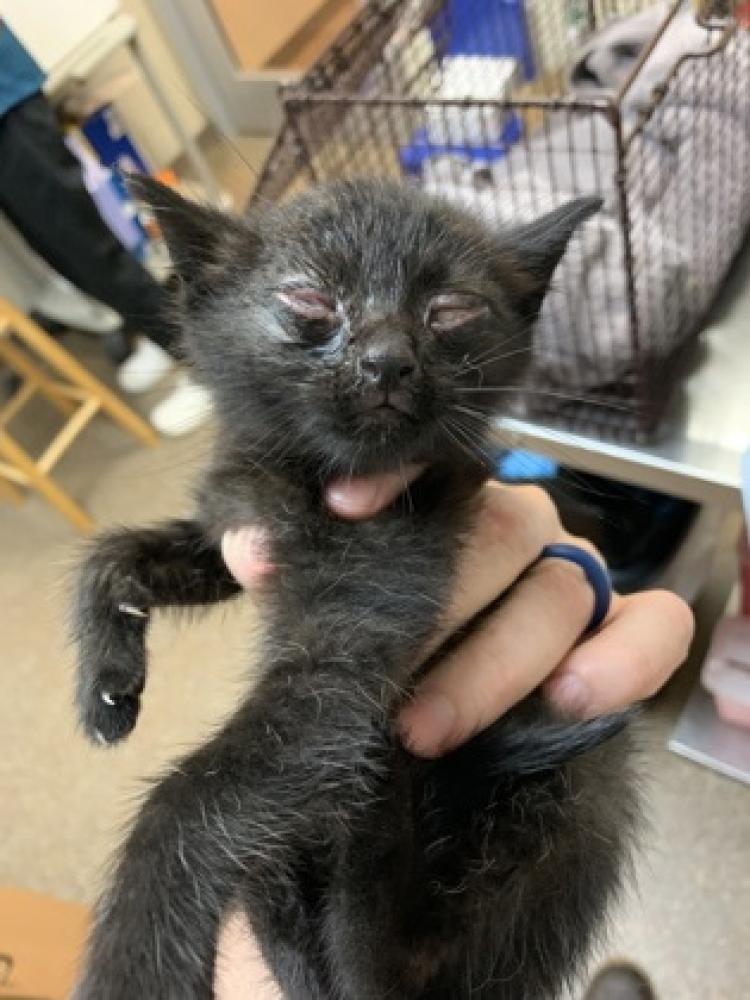 Shelter Stray Male Cat last seen North Charleston, SC 29406, Charleston, SC 29406