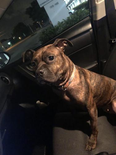 Lost Female Dog last seen Nw 19 street and Powerline , Fort Lauderdale, FL 33305