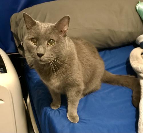 Lost Male Cat last seen Roosevelt St and 13th, Tempe, AZ 85281