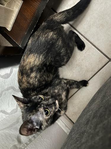 Lost Female Cat last seen Green Gate , Spring, TX 77373