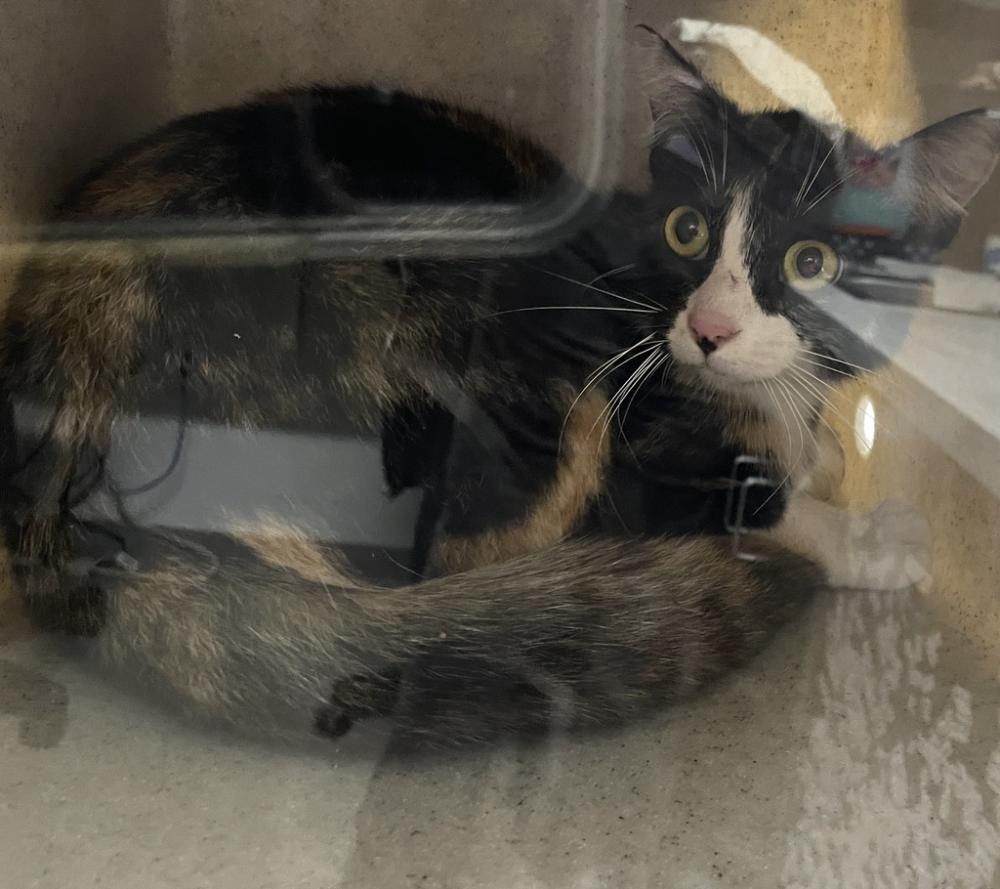 Shelter Stray Female Cat last seen Near Birch Avenue, Escondido, CA, 92027, San Diego, CA 92110