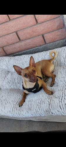 Lost Male Dog last seen Saint Mary's and silverbell, Tucson, AZ 85745