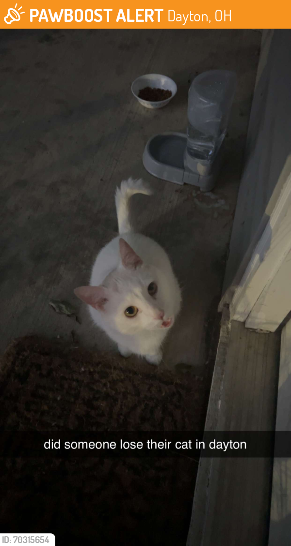 Dayton, OH Stray Cat Found Near Off East Stewart street on Medford