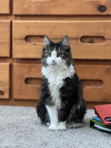 Lost Female Cat last seen In revive apmts, Dartmouth and Kenyon, Denver, CO 80014