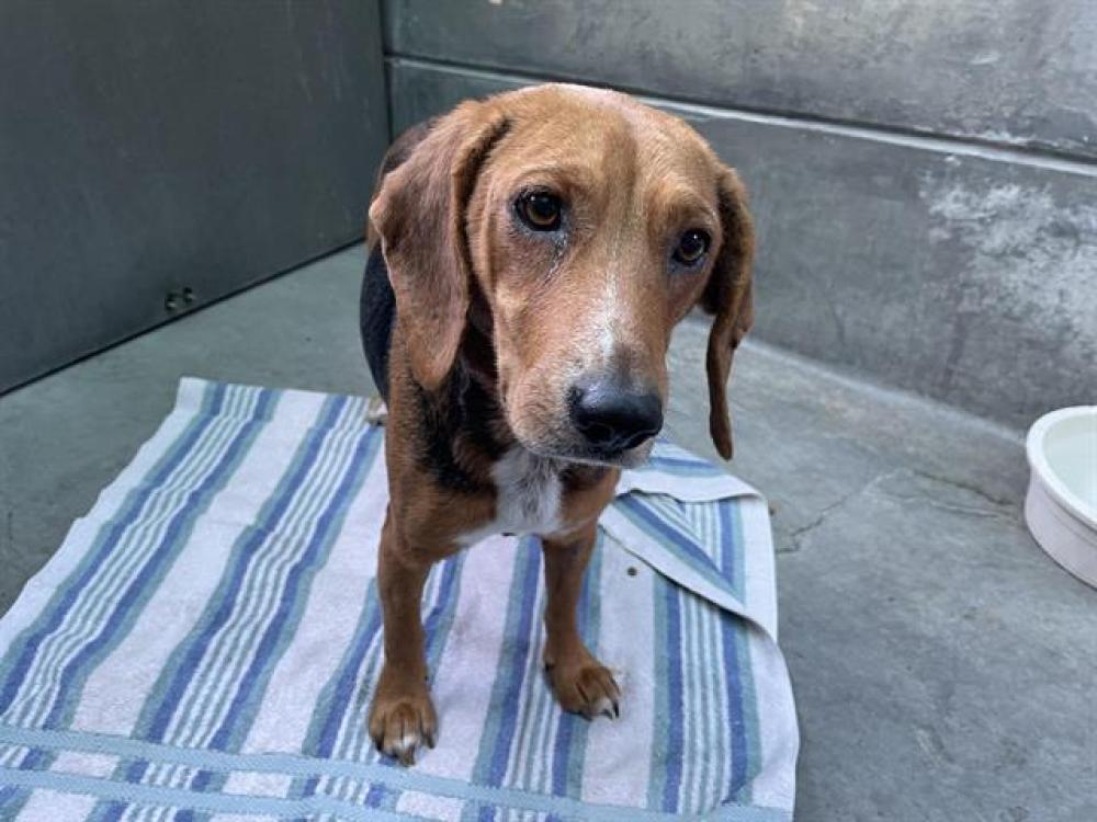 Shelter Stray Female Dog last seen ALTADENA/LAKE, Pasadena, CA 91105