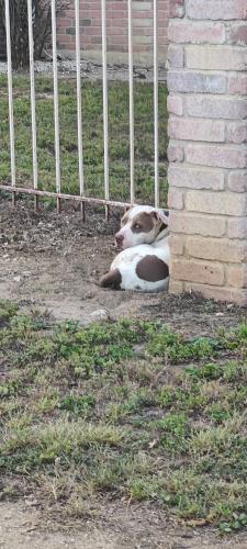 Lost Male Dog last seen Near Brandon Oaks apmts, San Antonio, TX 78216