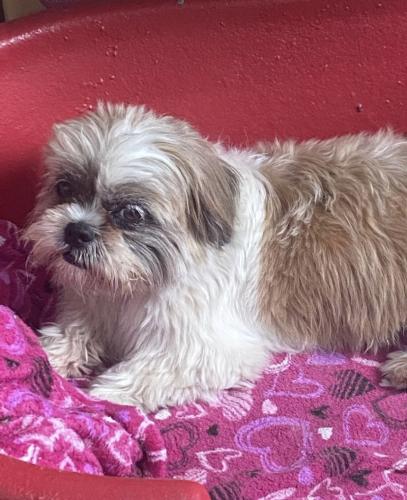 Lost Male Dog last seen Visto indo para feira de sábado , Vila Nossa Senhora do Retiro, SP 02951-080