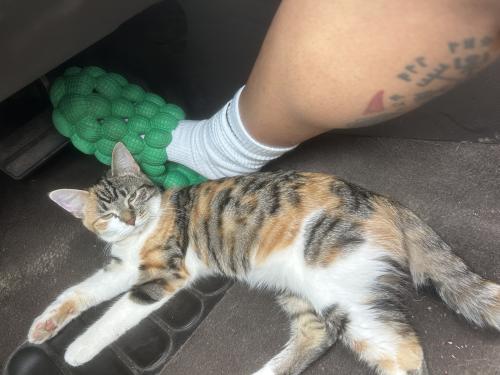 Lost Female Cat last seen Mr. Z, Maple Heights, OH 44137