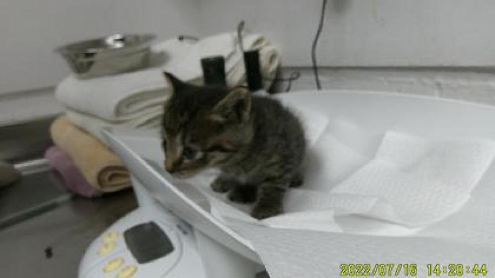 Shelter Stray Male Cat last seen Oakland, CA , Oakland, CA 94601