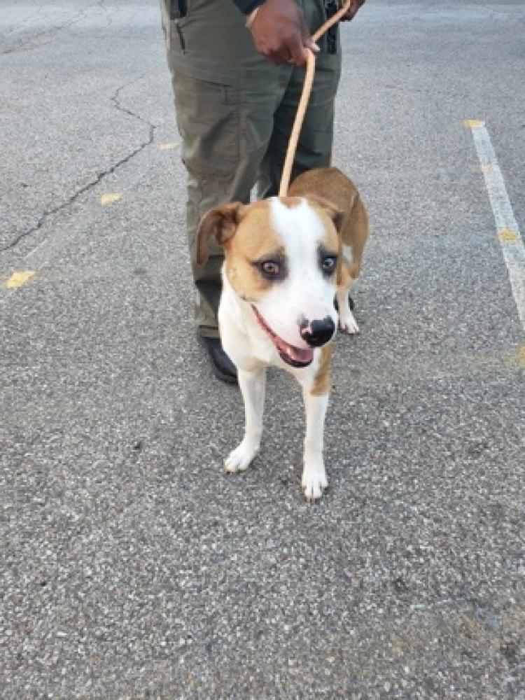 Shelter Stray Male Dog last seen Cincinnati, OH 45206, Cincinnati, OH 45223